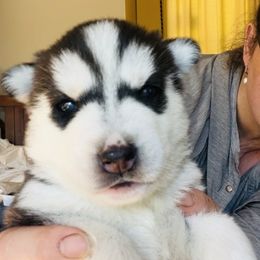 Girl 1 - Siberian Husky puppy from Sassenach Siberians