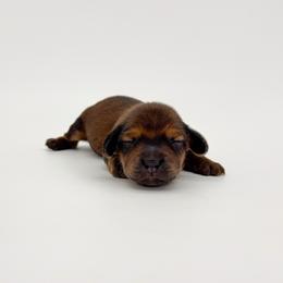 Cypress - Red male Dachshund puppy in Waddell, Arizona from Neu Doxies