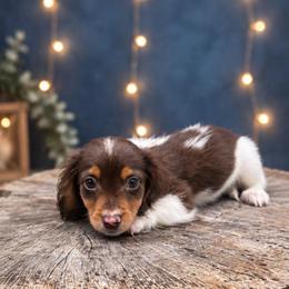 Male 2 - Piebald male Dachshund puppy in Glen St Mary, Florida from Little Pawz, LLC