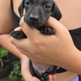 Midnight - Chocolate female Dachshund puppy in Perris, California from Ohana_626_kennels
