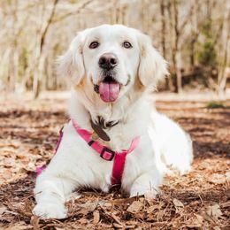 Phoebe - Golden Retriever
