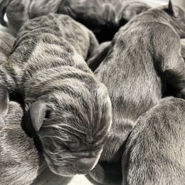 Enzo - Gray male Cane Corso puppy in Las Vegas, Nevada from LV3M Cane Corso