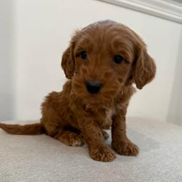 Red collar boy - Red  male Goldendoodle puppy in Ridgewood, New Jersey from Jessie’s Doodles