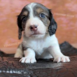 Levii - Dapple male Dachshund puppy in Chandler, Arizona from Vonaducci Doxies, LLC.