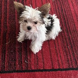 Yorkshire Terrier Puppies from Behrens_Beauties