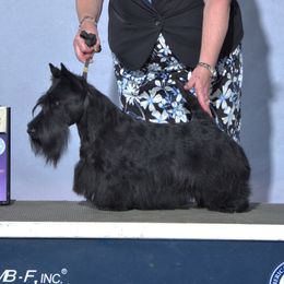 Bailey - Scottish Terrier
