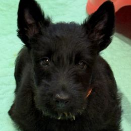 Orange boy - Black male Scottish Terrier puppy in Worthington, Ohio from Capstone Scottish Terriers