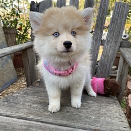 Pomsky and Siberian Husky Puppies from Pine and Sea Pomskies