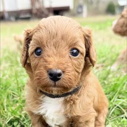 Boy 2 - Red male Cavapoo puppy in Cottondale, Florida from Pat’s precious puppies