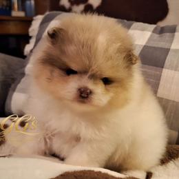 Tracker - Chocolate merle male Pomeranian puppy in Oologah, Oklahoma from GG's Pomeranians