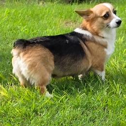 Mocha - Pembroke Welsh Corgi
