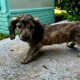 Akc Shaded Cream Brindle - Brindle male Dachshund puppy in Lehigh Acres, Florida from Ruby Rose Dachshund Dynasty