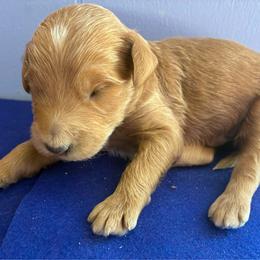 Cinnamon - Caramel red female Labradoodle puppy in Montrose, Colorado from Ithilien Labradoodles