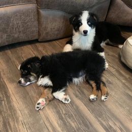 Miniature Australian Shepherd and Toy Australian Shepherd All Grown Up from 2Lazy2P Mini Aussies