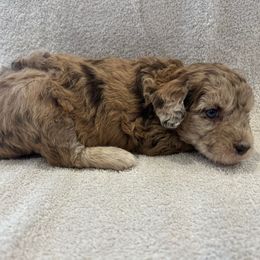 Pink - Merle female Goldendoodle puppy in Payson, Utah from Country Sky Doodles