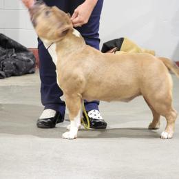 Araby - American Bully