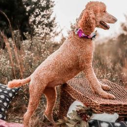 Goldendoodles from Taylor Tails
