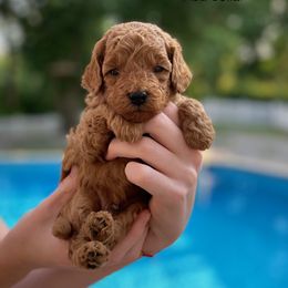 Goldendoodle Puppies from Heartshine Doodles