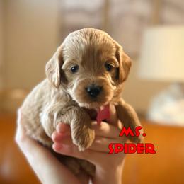 Ms. Spider - Apricot female Cavapoo puppy in Sacramento, California from Dandy Doodles Goldendoodles