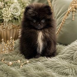 Mickey - Black male Pomeranian puppy in Childersburg, Alabama from A Sample Of Gods Love Kennels