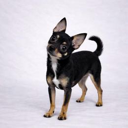 Health Tested CKC Kairo - Black and tan male Chihuahua puppy in Scottdale, Pennsylvania from Itty Bitty Boston & Chi Co, Veteran Owned