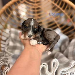 Coconut - Blue merle male Bernedoodle puppy in Las Vegas, Nevada from Dose of Doodles