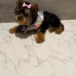 Diamond - Black and gold female Yorkshire Terrier puppy in Maple Heights, Ohio from Yorkiesllc