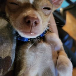 Chihuahuas from Yaya's Chihuahuas