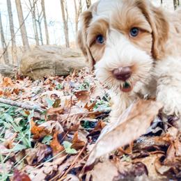 Australian Labradoodle Puppies from Novalie Australian Labradoodles