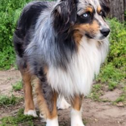 CAVALIER - Miniature American Shepherd