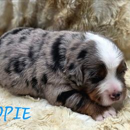 OPIE - Blue male Companion Cross puppy in Viking, Minnesota from Son Shine Farm