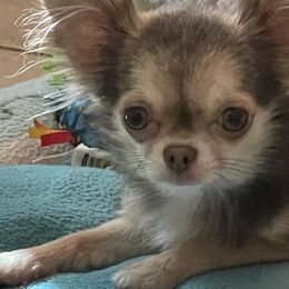 Chihuahuas from Calpulli chihuahuas