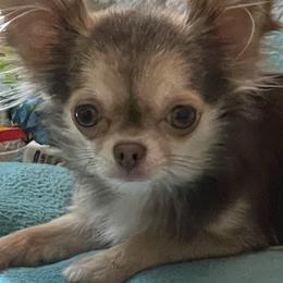 Chihuahuas from Calpulli chihuahuas