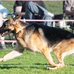 German Shepherds from Sogne Fjord German Shepherds & Cardigans