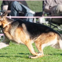 German Shepherds from Sogne Fjord German Shepherds & Cardigans