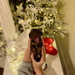 Dachshund Puppies from Doodle Bugs Doxies