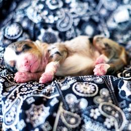 Nutter Butter - Blue merle male Australian Shepherd puppy in Paola, Kansas from Tiz Ranch