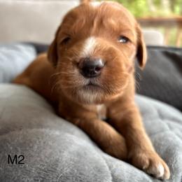 Boy 2 - Red  male Goldendoodle puppy in Mattawan, Michigan from Doodifuldoods