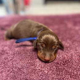 Rocky Road (Blue Collar) - Chocolate and tan male Dachshund puppy in Turlock, California from Dandelion Dachshund