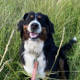 Stella - Bernese Mountain Dog
