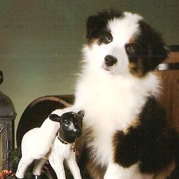 Australian Shepherds from Saddlerock Australian Shepherds