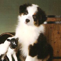 Australian Shepherds from Saddlerock Australian Shepherds