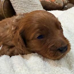 Lola - Red female Cavapoo puppy in Pasco, Washington from Beth's Cavapoos