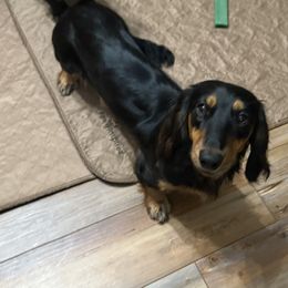 Bonnie - Black and tan female Dachshund puppy in Bennett, North Carolina from Cherished Dachshunds