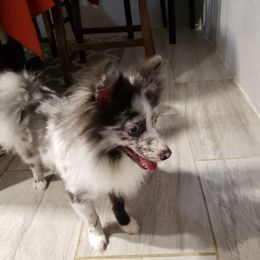 Blue - Pomeranian