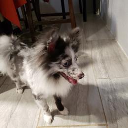 Blue - Pomeranian