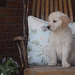 Red Collar - Light golden Golden Retriever puppy in Stedman, North Carolina from Wise-Taylor Goldens