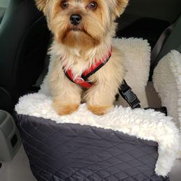 Yorkshire Terrier Puppies from Island lake Yorkies