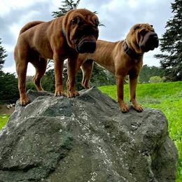 Chinese Shar-Pei All Grown Up from ENZI PEI