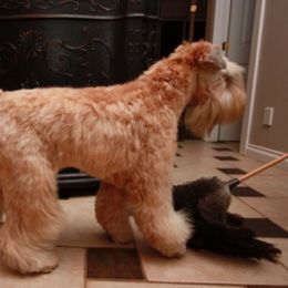 Soft Coated Wheaten Terriers from Burdigan Wheatens